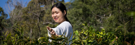 Business concept centers around fresh green tea reap background leaves organic farm with banner lush garden healthy plant tree leaves eco herbal farmer blur leaf plantation Freshness herbal naturalの写真素材