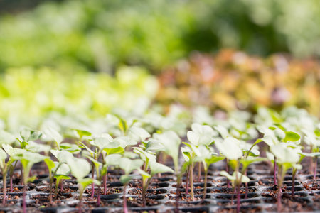 Smart farming seedling green plant pot ensuring techniques hydroponic salad vegetables fresh sustainable produce agriculture promotes healthy eating support farmer living local community non gmoの写真素材