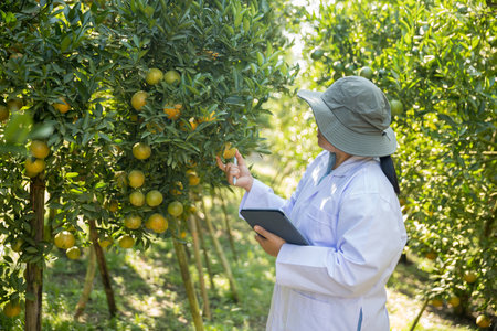Business farm ripe orange concept farmer hand pick nature fruit citrus orchard mandarin tree growing organic lush leaves background green vibrant garden crop leaf laden branches plant close up growthの写真素材