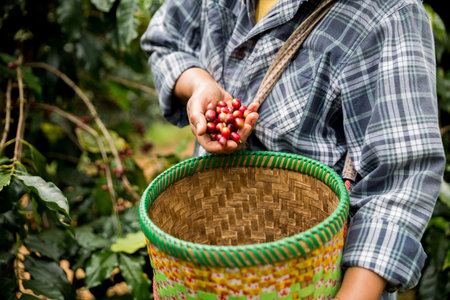 Farmer concept hand harvest ripe coffee seed robusta arabica berry close up fresh green leaf bean picking orange crop red yellow berries raw plant tree farm growth blur background eco organic gardenの写真素材
