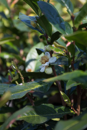 Business concept centers around fresh green tea leaves organic farm with banner lush garden healthy plant tree eco herbal blur leaf plantation Freshness herbal naturalの写真素材