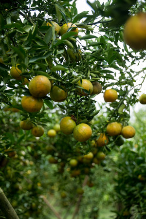 Business farm orange concept nature fruit citrus orchard mandarin tree growing, vibrant organic lush leaves background farmer green garden crop leaf ripe laden branches plant close up farming growth.の写真素材