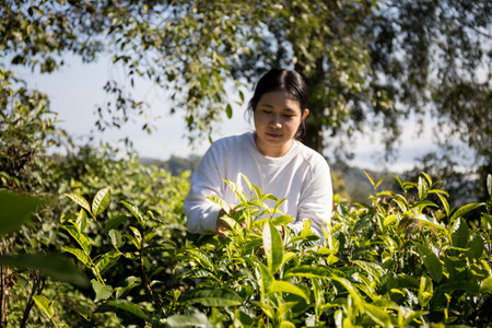 Business concept centers around fresh green tea reap background leaves organic farm with banner lush garden healthy plant tree leaves eco herbal farmer blur leaf plantation Freshness herbal naturalの写真素材