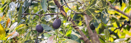 Smart avocado farming techniques hydroponic salad vegetables green ensuring fresh sustainable...