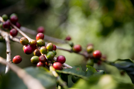 Farmer concept harvest ripe coffee seed robusta arabica berry close up fresh green leaf bean picking orange crop red yellow berries raw plant tree smart farm growth blur background eco organic gardenの写真素材