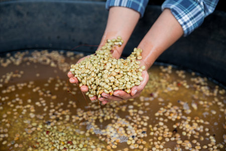 Farmer concept hand harvest ripe coffee seed robusta arabica berry close up fresh green leaf bean picking orange crop red yellow berries raw plant tree farm growth blur background eco organic gardenの写真素材
