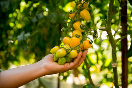 Smart farming techniques hydroponic salad vegetables business farm technology ensuring fresh sustainable produce farmer hand pick non gmo tomato red yellow green agriculture promotes support livingの写真素材