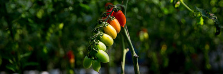 Smart farming techniques hydroponic salad vegetables technology tomato red green ensuring fresh sustainable produce agriculture promotes healthy eating support farmer living local community non gmoの写真素材