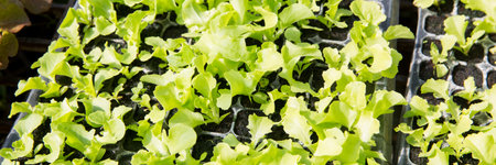 Smart farming seedling green plant pot ensuring techniques hydroponic salad vegetables fresh sustainable produce agriculture promotes healthy eating support farmer living local community non gmoの写真素材