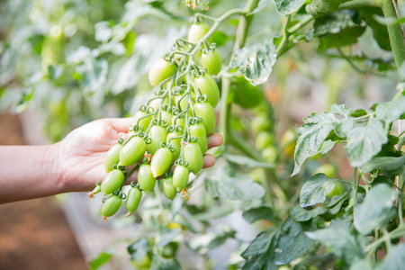 Smart farming techniques hydroponic salad vegetables technology tomato red green ensuring fresh sustainable produce agriculture promotes healthy eating support farmer living local community non gmoの写真素材