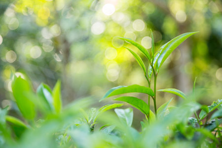 Business concept centers around fresh green tea reap background leaves organic farm with banner lush garden healthy plant tree leaves eco herbal farmer blur leaf plantation Freshness herbal naturalの写真素材