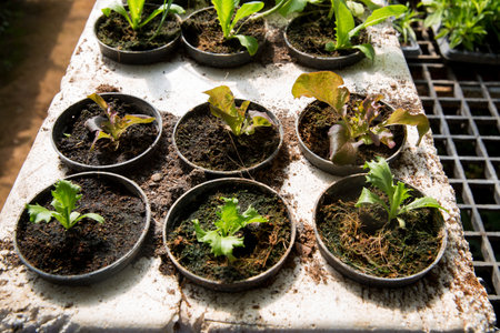 Smart farming techniques hydroponic salad vegetables red oak green lettuce ensuring fresh sustainable produce fresh produce sustainable agriculture promotes healthy eating support local community.の写真素材