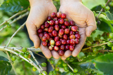 Close up hand harvest red ripe coffee seed robusta arabica berry harvesting coffee farm. Hand people harvest coffee bean ripe Red berries plant fresh seed coffee tree growth in green eco organic farmの写真素材