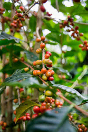 Farmer concept harvest ripe coffee seed robusta arabica berry close up fresh green leaf bean picking...