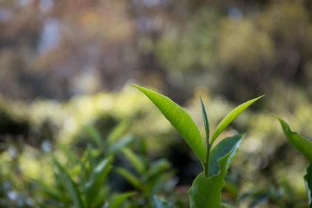 Business concept centers around fresh green tea reap background leaves organic farm with banner lush...