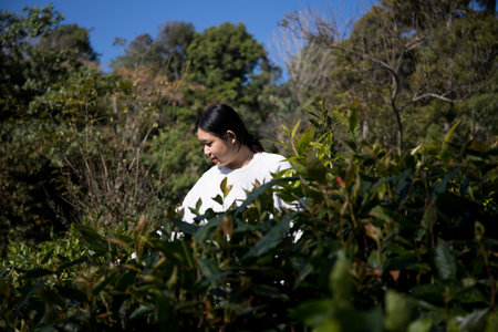 Business concept centers around fresh green tea reap background leaves organic farm with banner lush garden healthy plant tree leaves eco herbal farmer blur leaf plantation Freshness herbal naturalの写真素材
