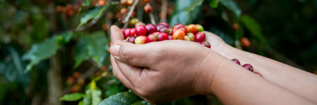 Farmer concept hand harvest ripe coffee seed robusta arabica berry close up fresh green leaf bean picking orange crop red yellow berries raw plant tree farm growth blur background eco organic gardenの写真素材