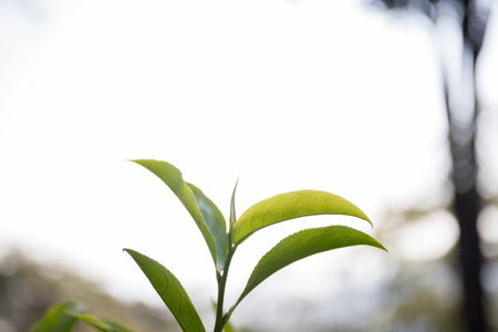 Business concept centers around fresh green tea reap background leaves organic farm with banner lush garden healthy plant tree leaves eco herbal farmer blur leaf plantation Freshness herbal naturalの写真素材