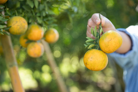 Business farm ripe orange concept farmer hand pick nature fruit citrus orchard mandarin tree growing organic lush leaves background green vibrant garden crop leaf laden branches plant close up growthの写真素材