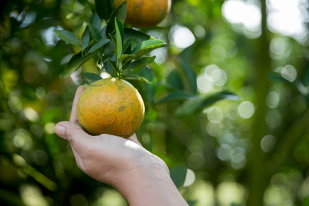 Business farm ripe orange concept farmer hand pick nature fruit citrus orchard mandarin tree growing organic lush leaves background green vibrant garden crop leaf laden branches plant close up growthの写真素材