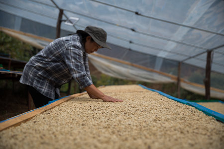 Farmer concept hand harvest ripe coffee seed robusta arabica berry close up fresh green leaf bean picking orange crop red yellow berries raw plant tree farm growth blur background eco organic gardenの写真素材