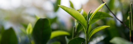Business concept centers around fresh green tea reap background leaves organic farm with banner lush garden healthy plant tree leaves eco herbal farmer blur leaf plantation Freshness herbal naturalの写真素材