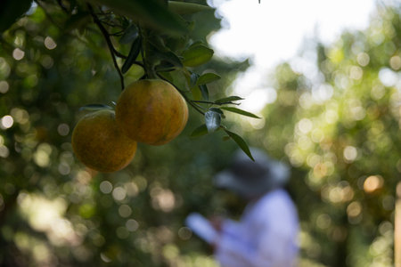 Business farm ripe orange concept farmer hand pick nature fruit citrus orchard mandarin tree growing organic lush leaves background green vibrant garden crop leaf laden branches plant close up growthの写真素材