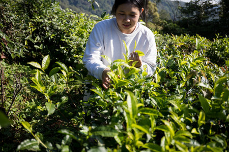 Business concept centers around fresh green tea reap background leaves organic farm with banner lush garden healthy plant tree leaves eco herbal farmer blur leaf plantation Freshness herbal naturalの写真素材
