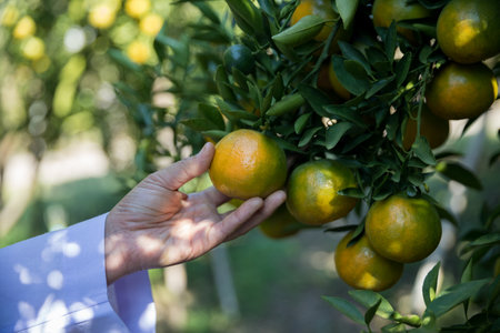 Business farm ripe orange concept farmer hand pick nature fruit citrus orchard mandarin tree growing organic lush leaves background green vibrant garden crop leaf laden branches plant close up growthの写真素材