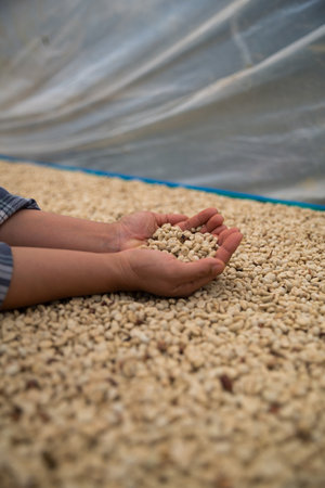 Hand harvest ripe coffee seed robusta arabica berry close up fresh green leaf bean picking orange crop red yellow berries raw plant tree farm growth blur background eco organic gardenの写真素材
