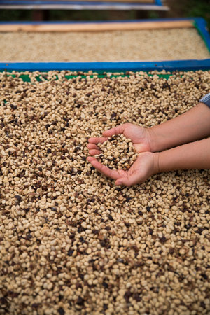 Hand harvest ripe coffee seed robusta arabica berry close up fresh green leaf bean picking orange crop red yellow berries raw plant tree farm growth blur background eco organic gardenの写真素材