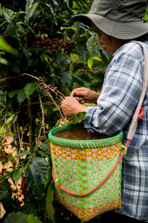 Farmer concept hand harvest ripe coffee seed robusta arabica berry close up fresh green leaf bean picking orange crop red yellow berries raw plant tree farm growth blur background eco organic gardenの写真素材