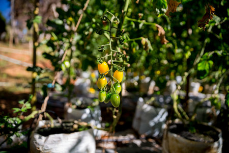 Smart farming techniques hydroponic salad vegetables technology tomato red green ensuring fresh sustainable produce agriculture promotes healthy eating support farmer living local community non gmoの写真素材