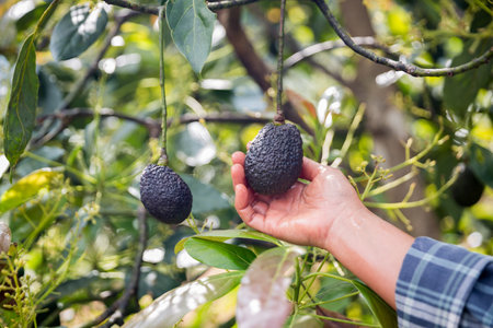 Smart avocado farming techniques hydroponic salad vegetables green ensuring fresh sustainable produce blur agriculture promotes healthy eating support farmer living local community non gmo hand pickの写真素材