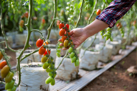 Smart farming techniques hydroponic salad vegetables technology tomato red green ensuring fresh sustainable produce agriculture promotes healthy eating support farmer living local community non gmoの写真素材