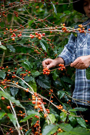Farmer concept hand harvest ripe coffee seed robusta arabica berry close up fresh green leaf bean picking orange crop red yellow berries raw plant tree farm growth blur background eco organic gardenの写真素材