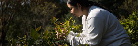 Business concept centers around fresh green tea reap background leaves organic farm with banner lush garden healthy plant tree leaves eco herbal farmer blur leaf plantation Freshness herbal naturalの写真素材