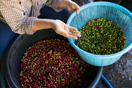 Close up hand harvest red ripe coffee seed robusta arabica berry harvesting coffee farm. Hand people harvest coffee bean ripe Red berries plant fresh seed coffee tree growth in green eco organic farmの写真素材
