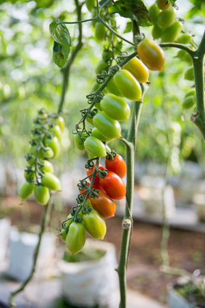 Smart farming techniques hydroponic salad vegetables technology tomato red green ensuring fresh sustainable produce agriculture promotes healthy eating support farmer living local community non gmoの写真素材
