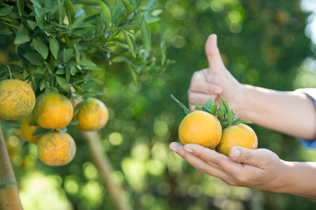 Business farm ripe orange concept farmer hand pick nature fruit citrus orchard mandarin tree growing organic lush leaves background green vibrant garden crop leaf laden branches plant close up growthの写真素材