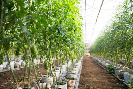 Smart farming techniques hydroponic salad vegetables technology tomato red green ensuring fresh sustainable produce agriculture promotes healthy eating support farmer living local community non gmoの写真素材