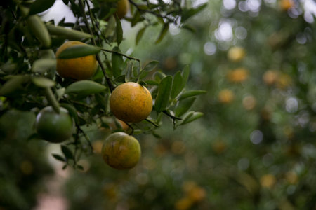 Business farm orange concept nature fruit citrus orchard mandarin tree growing, vibrant organic lush leaves background farmer green garden crop leaf ripe laden branches plant close up farming growth.の写真素材