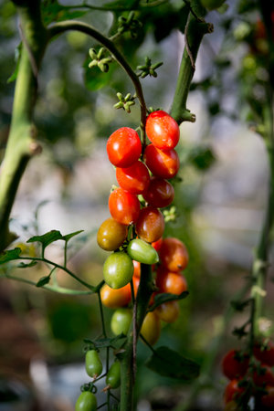 Smart farming techniques hydroponic salad vegetables technology tomato red green ensuring fresh sustainable produce agriculture promotes healthy eating support farmer living local community non gmoの写真素材