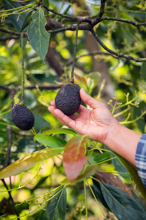 Smart avocado farming techniques hydroponic salad vegetables green ensuring fresh sustainable produce blur agriculture promotes healthy eating support farmer living local community non gmo hand pickの写真素材