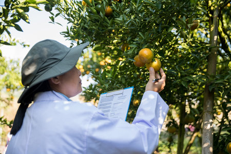 Business farm ripe orange concept farmer hand pick nature fruit citrus orchard mandarin tree growing organic lush leaves background green vibrant garden crop leaf laden branches plant close up growthの写真素材