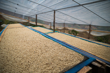 Farmer concept harvest ripe coffee seed robusta arabica berry close up fresh green leaf bean picking...
