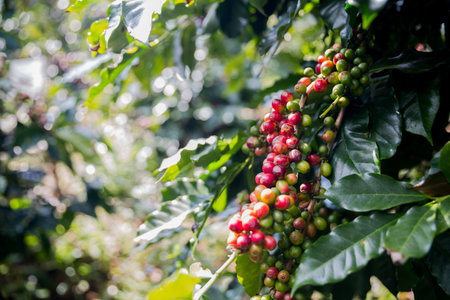 Farmer concept harvest ripe coffee seed robusta arabica berry close up fresh green leaf bean picking...
