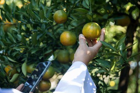 Business farm ripe orange concept farmer hand pick nature fruit citrus orchard mandarin tree growing organic lush leaves background green vibrant garden crop leaf laden branches plant close up growthの写真素材