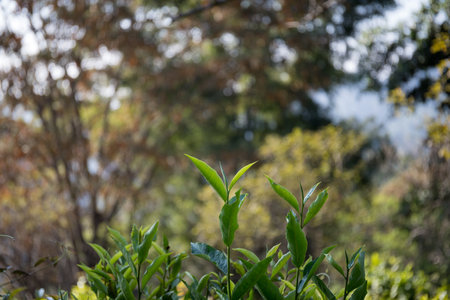 Business concept centers around fresh green tea reap background leaves organic farm with banner lush garden healthy plant tree leaves eco herbal farmer blur leaf plantation Freshness herbal naturalの写真素材