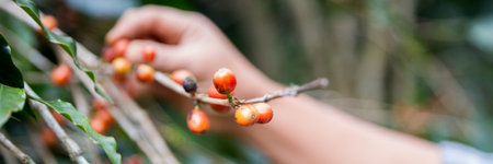 Farmer concept hand harvest ripe coffee seed robusta arabica berry close up fresh green leaf bean picking orange crop red yellow berries raw plant tree farm growth blur background eco organic gardenの写真素材